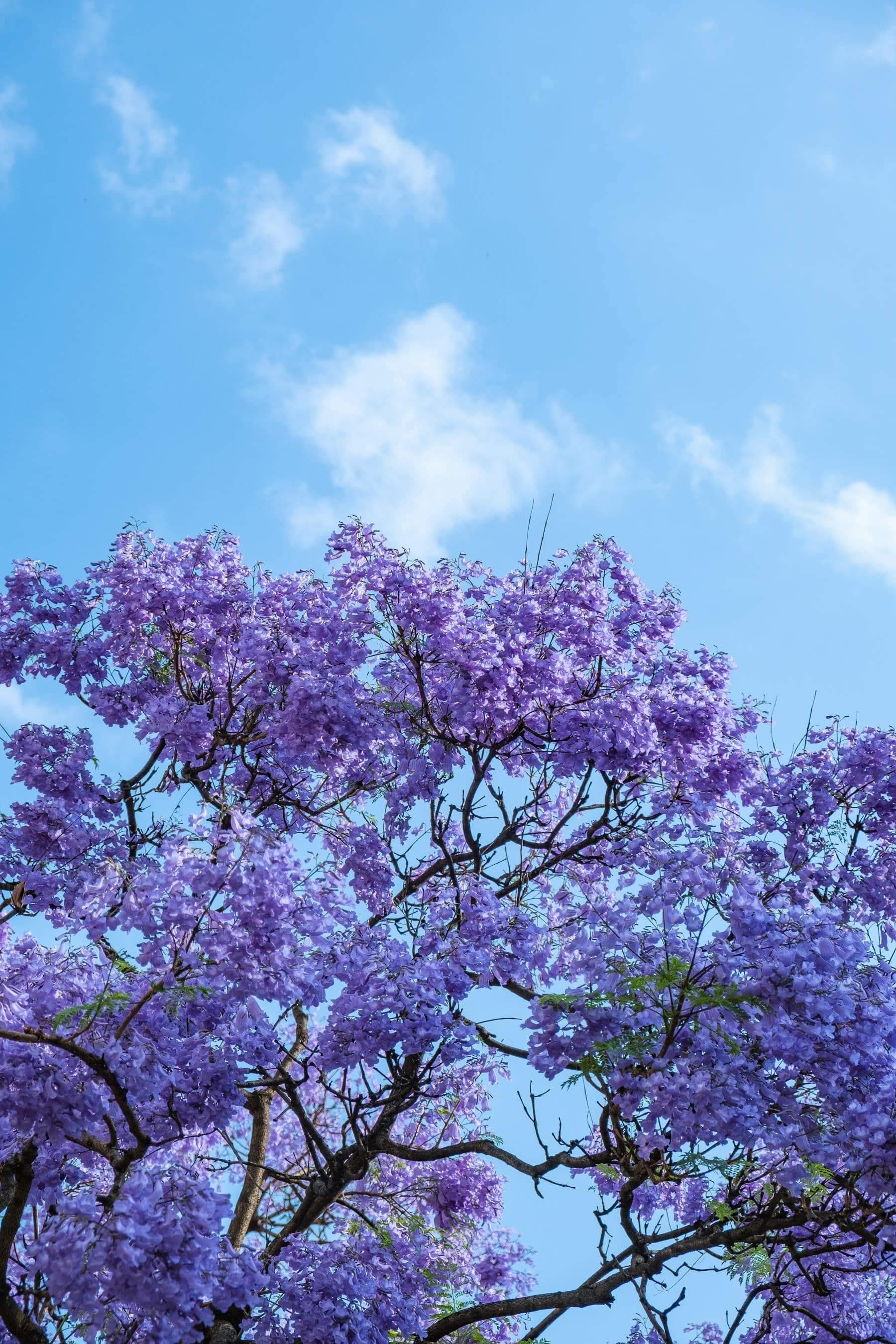 Copa de una jacaranda cubierta de flores moradas contra el cielo azul