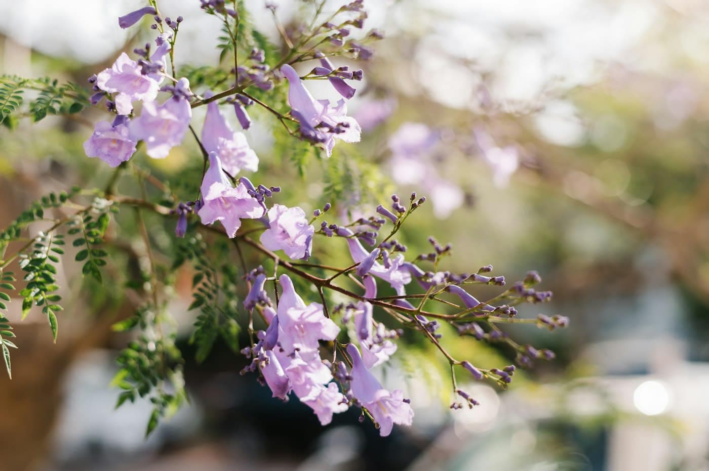 Racimo de flores de jacaranda