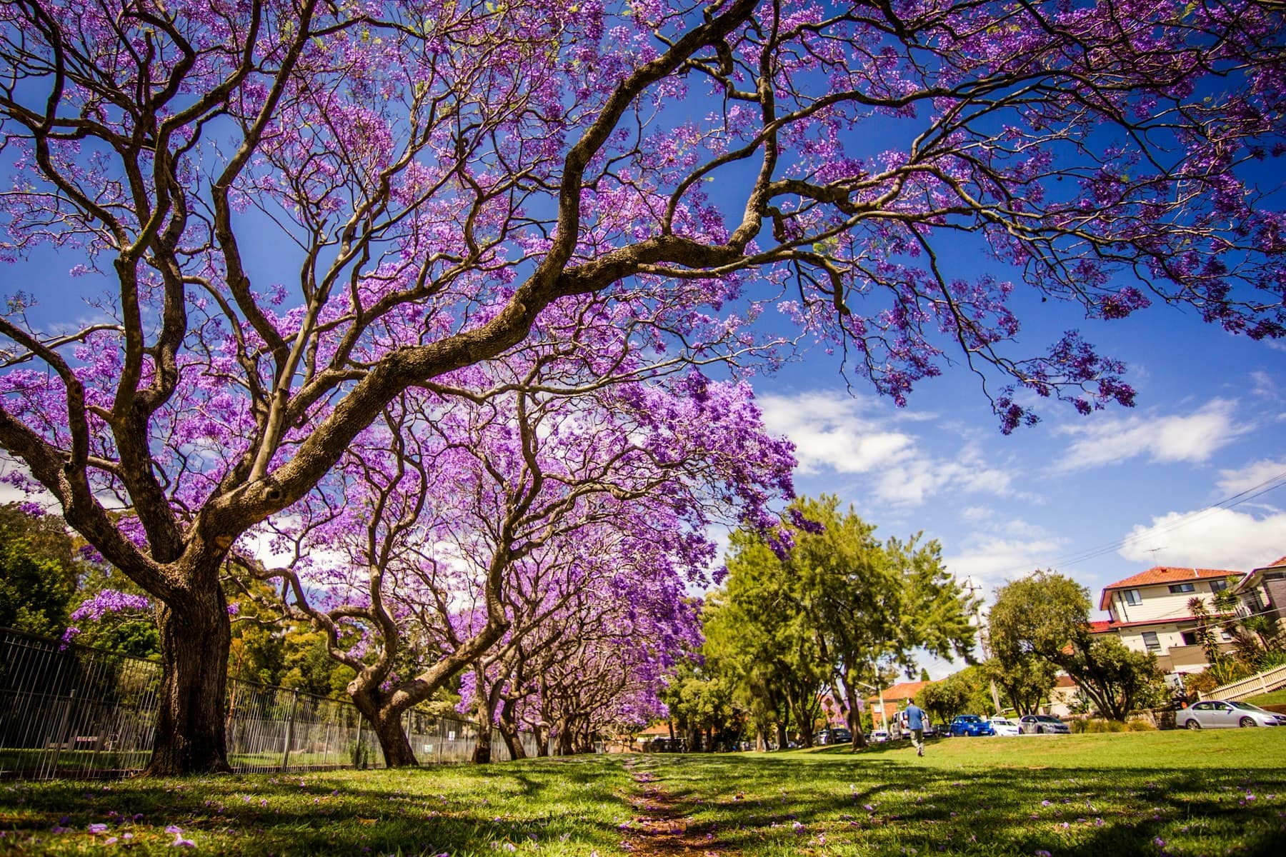 Prado verde rodeado de jacarandas en flor